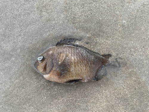 Dusky damselfish (Stegastes fuscus) — Pomacentridae — 2