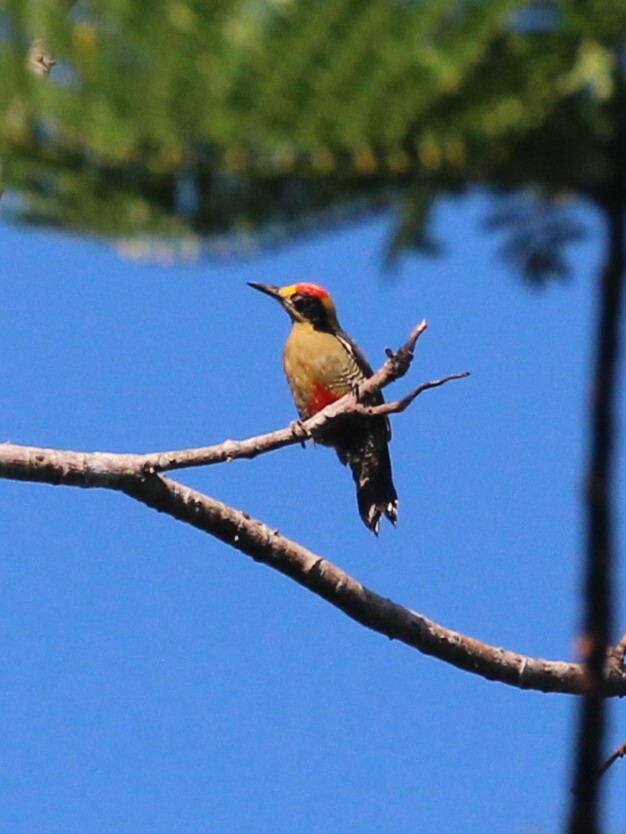Golden-naped Woodpecker (Melanerpes chrysauchen), photo 7