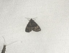 Metalectra richardsi