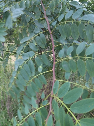 Tipuana tipu