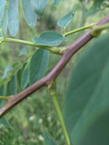 Tipuana tipu