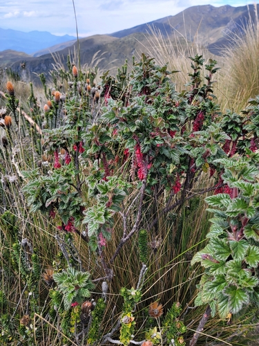 Ribes hirtum (Ribes hirtum)