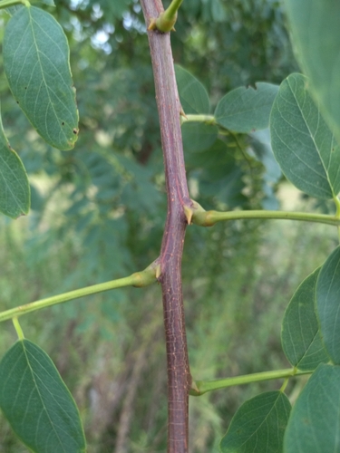 Tipuana tipu
