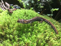 Pseudoeurycea leprosa