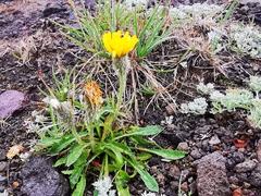 Crepis chrysantha