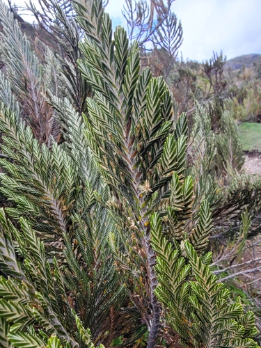 Andicolea thuyoides, photograph 2