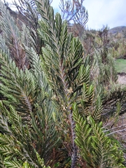 Theo Summer, CC0, iNaturalist via GBIF Andicolea thuyoides, photograph Theo Summer, CC0, iNaturalist via GBIF