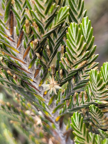 Andicolea thuyoides, photograph 3