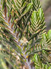 Theo Summer, CC0, iNaturalist via GBIF Andicolea thuyoides, photograph Theo Summer, CC0, iNaturalist via GBIF