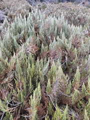 Theo Summer, CC0, iNaturalist via GBIF Andicolea thuyoides, photograph Theo Summer, CC0, iNaturalist via GBIF