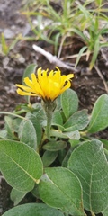 Crepis chrysantha