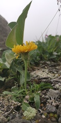 Crepis chrysantha
