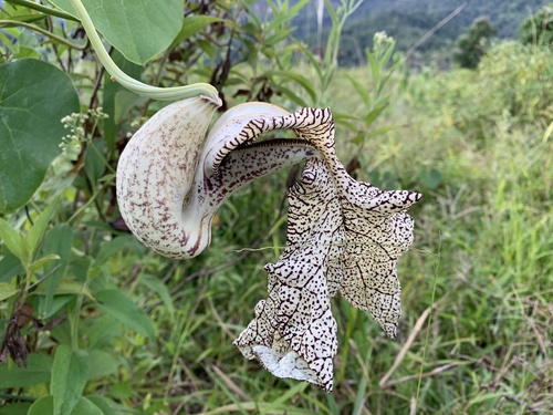 Aristolochia cymbifera, photograph 6