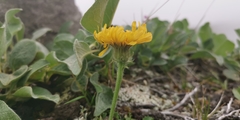 Crepis chrysantha