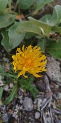 Crepis chrysantha