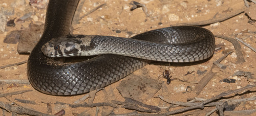 Pale-headed Snake sighting