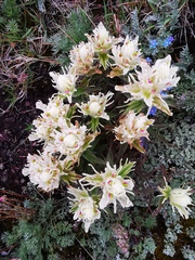 Castilleja pallida