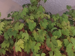 Cissus alata