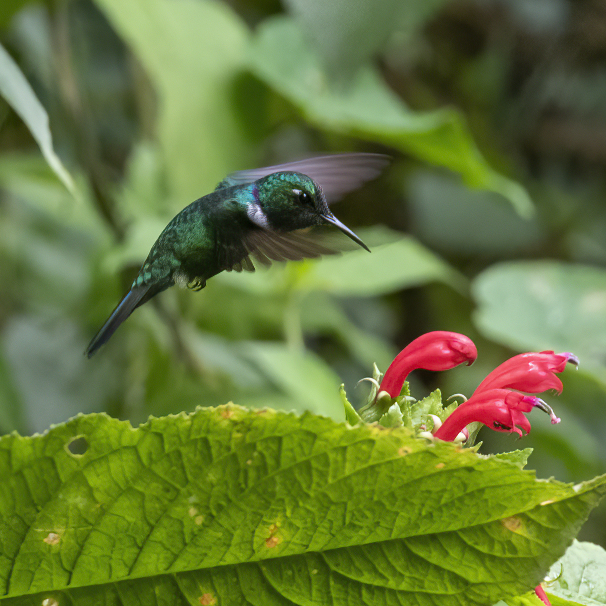 White-throated Daggerbill (Schistes albogularis), photo 2