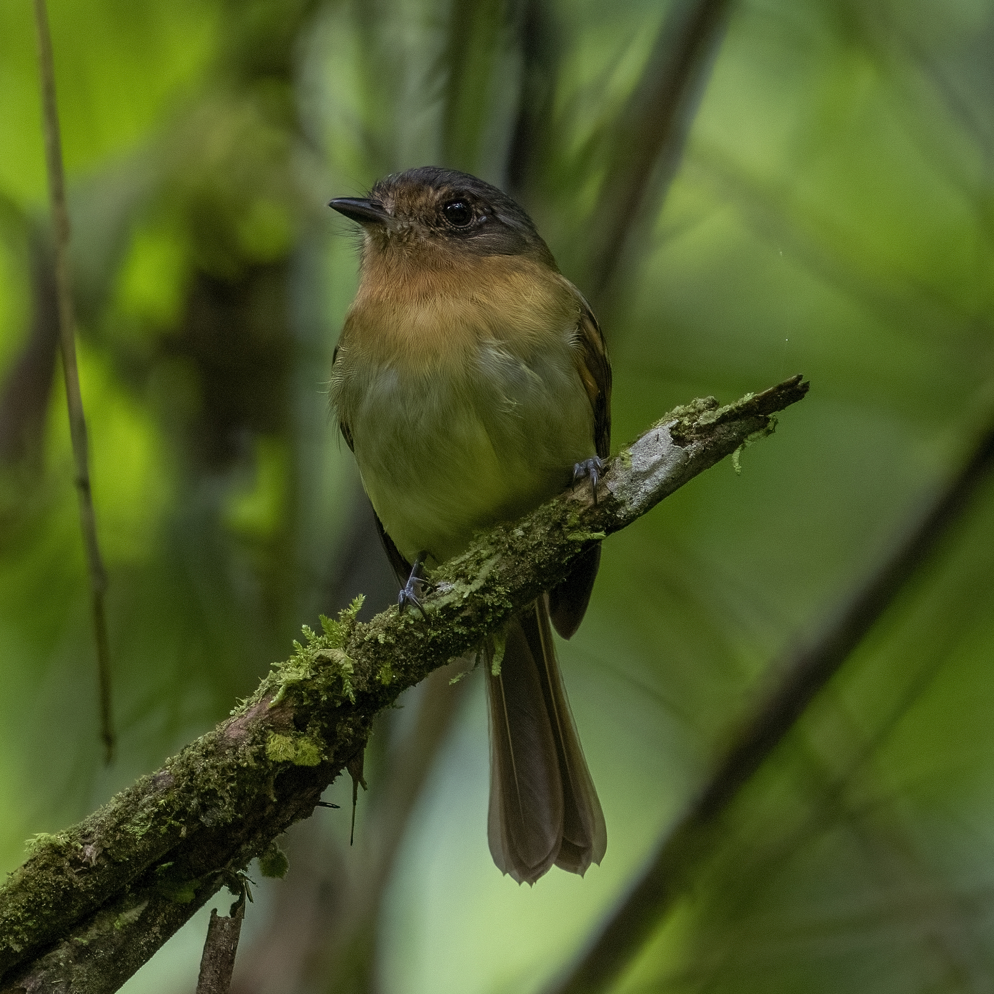 Rufous-breasted Flycatcher (Leptopogon rufipectus), photo 7