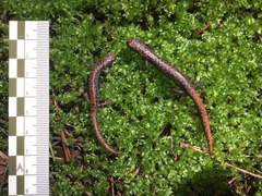 Pseudoeurycea leprosa