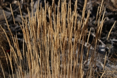 Psathyrostachys juncea