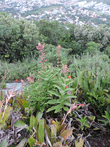 Sinningia warmingii