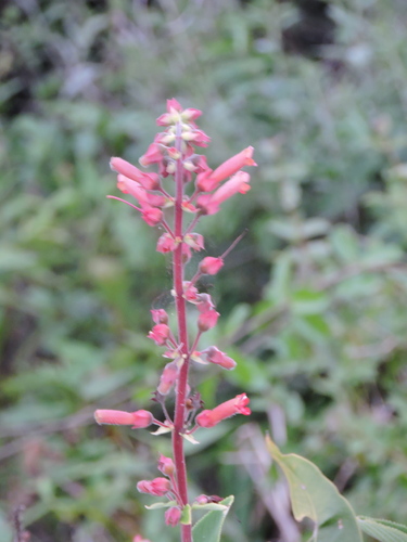 Sinningia warmingii