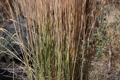 Psathyrostachys juncea