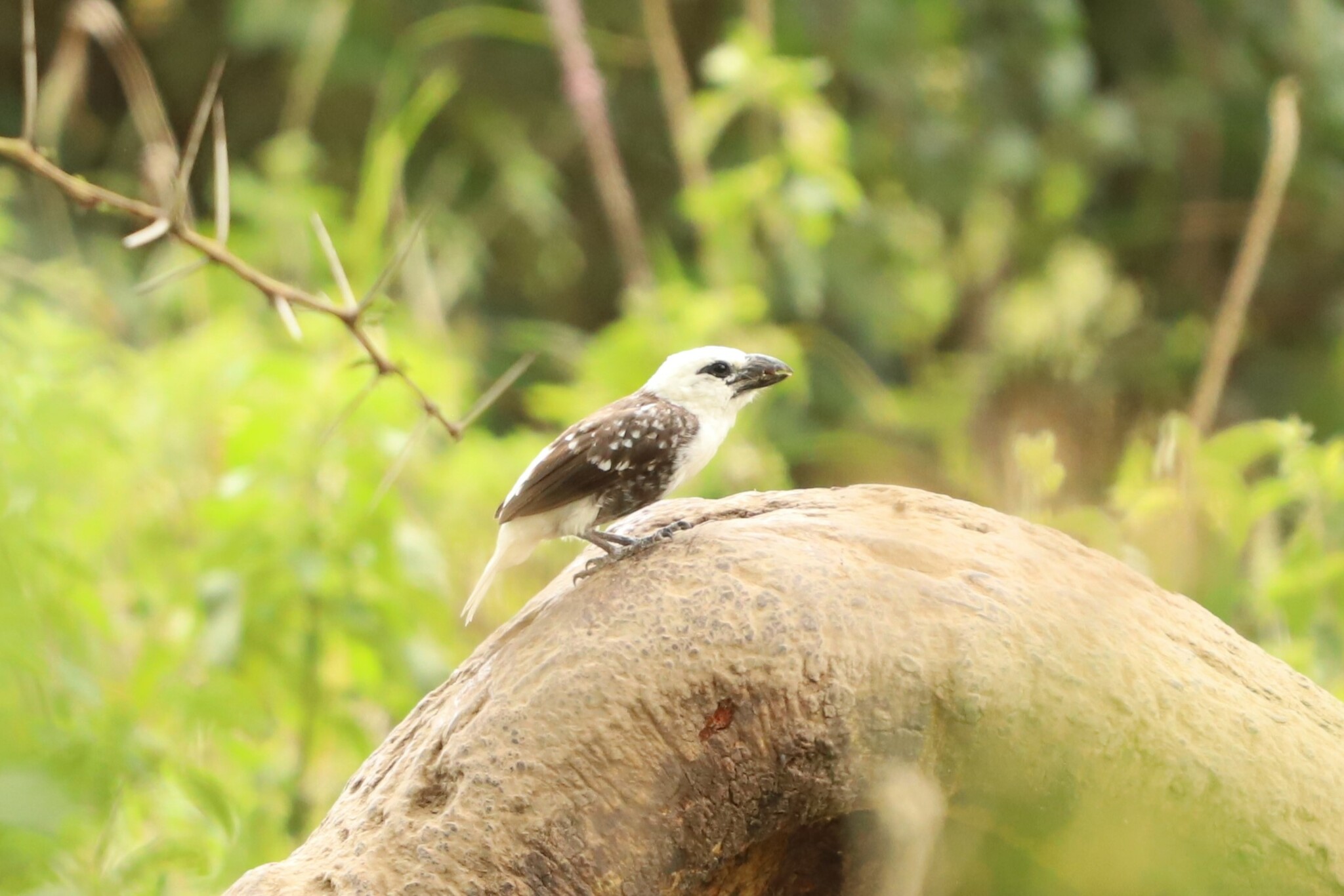 White-headed Barbet (Lybius leucocephalus), photo 4