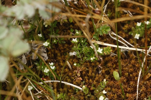Antarctic bedstraw (Galium antarcticum)
