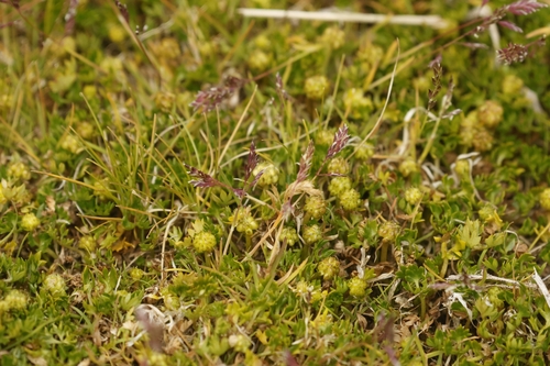 antarctic buttercup (Ranunculus biternatus)