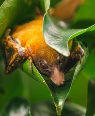 Black-Bellied Fruit Bat photo 2