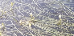 Sparganium angustifolium