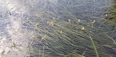 Sparganium angustifolium