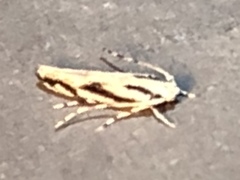 Melanocinclis lineigera