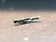 Melanocinclis lineigera