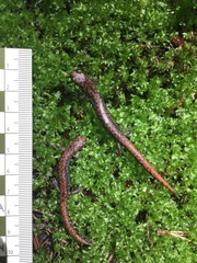 Pseudoeurycea leprosa