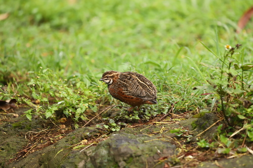 Harlekijnkwartel (Coturnix delegorguei)