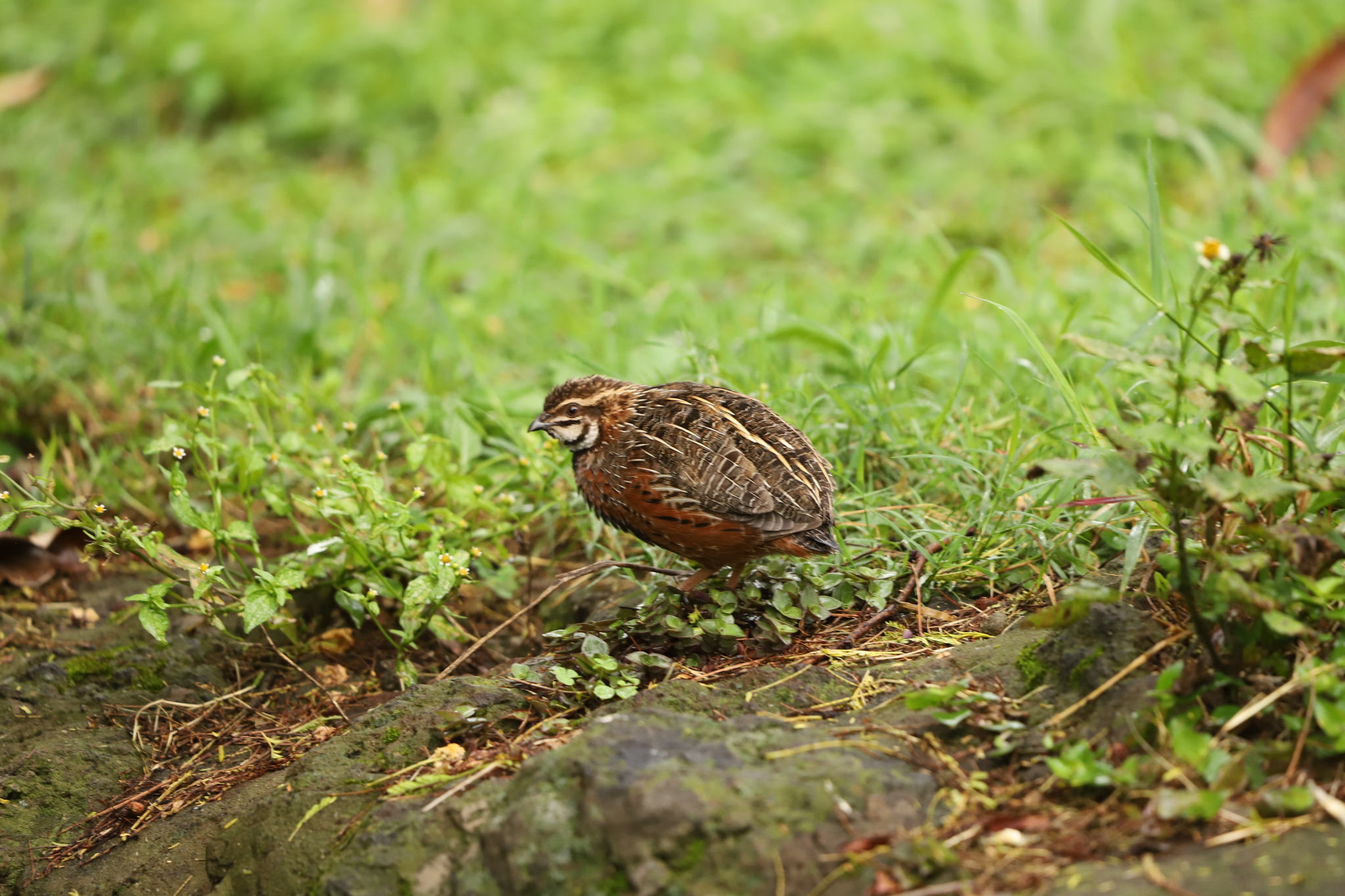 Harlequin Quail (Coturnix delegorguei), photo 8