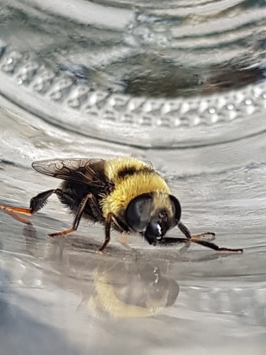 Orange-legged Drone Fly