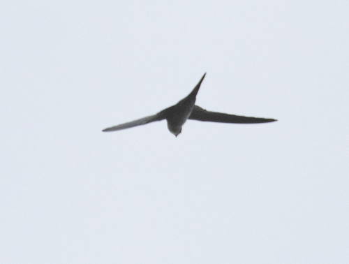 Fork-tailed Palm Swift (Tachornis squamata), photo 4