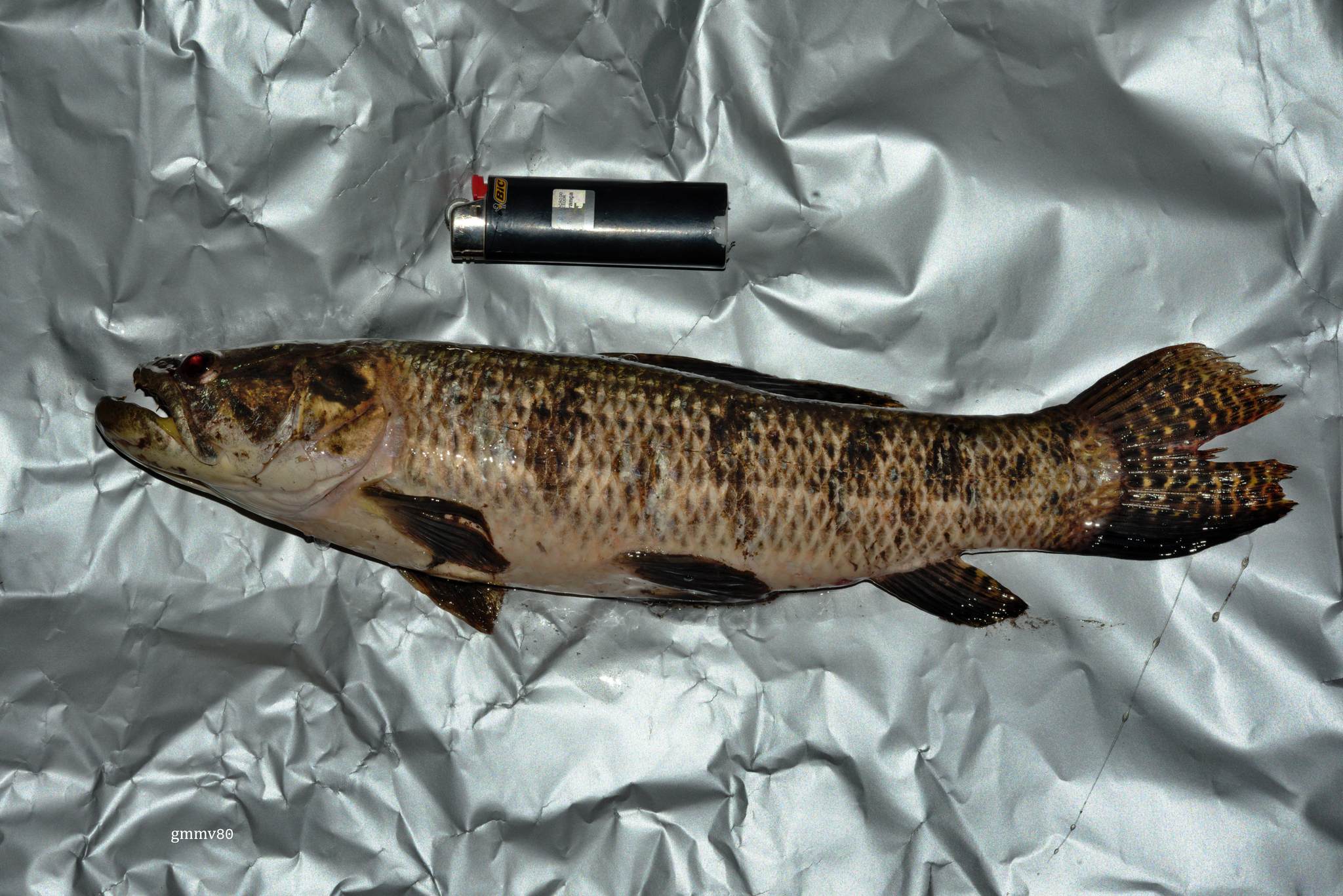 Snakeskin Wolffish photo 2