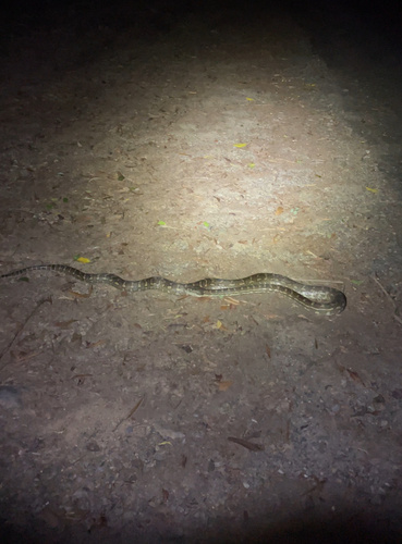 Coastal Carpet Python sighting