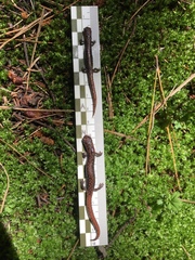 Pseudoeurycea leprosa