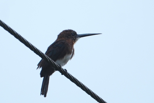 Brown Jacamar (Brachygalba lugubris), photo 4