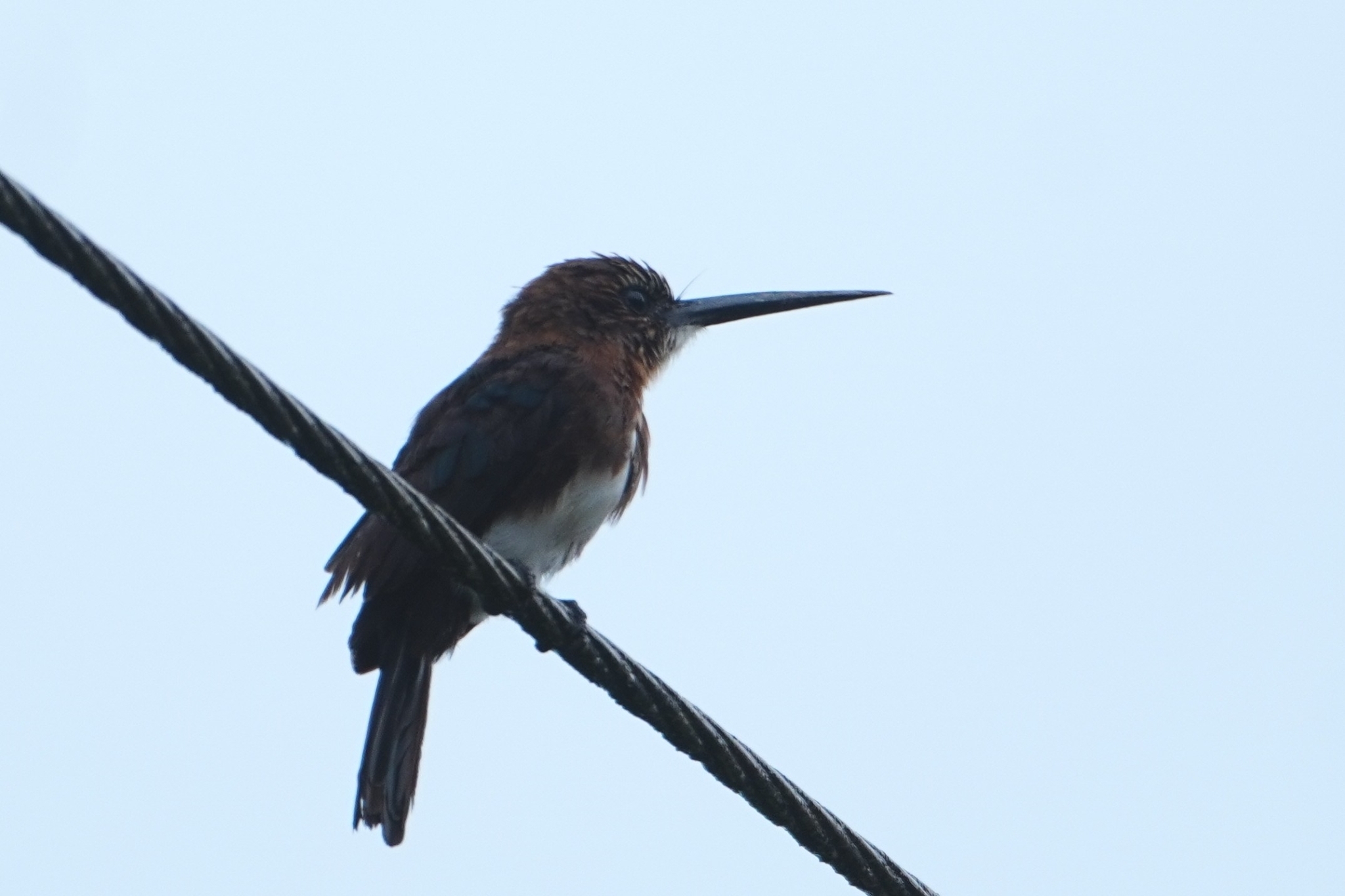 Brown Jacamar (Brachygalba lugubris), photo 5