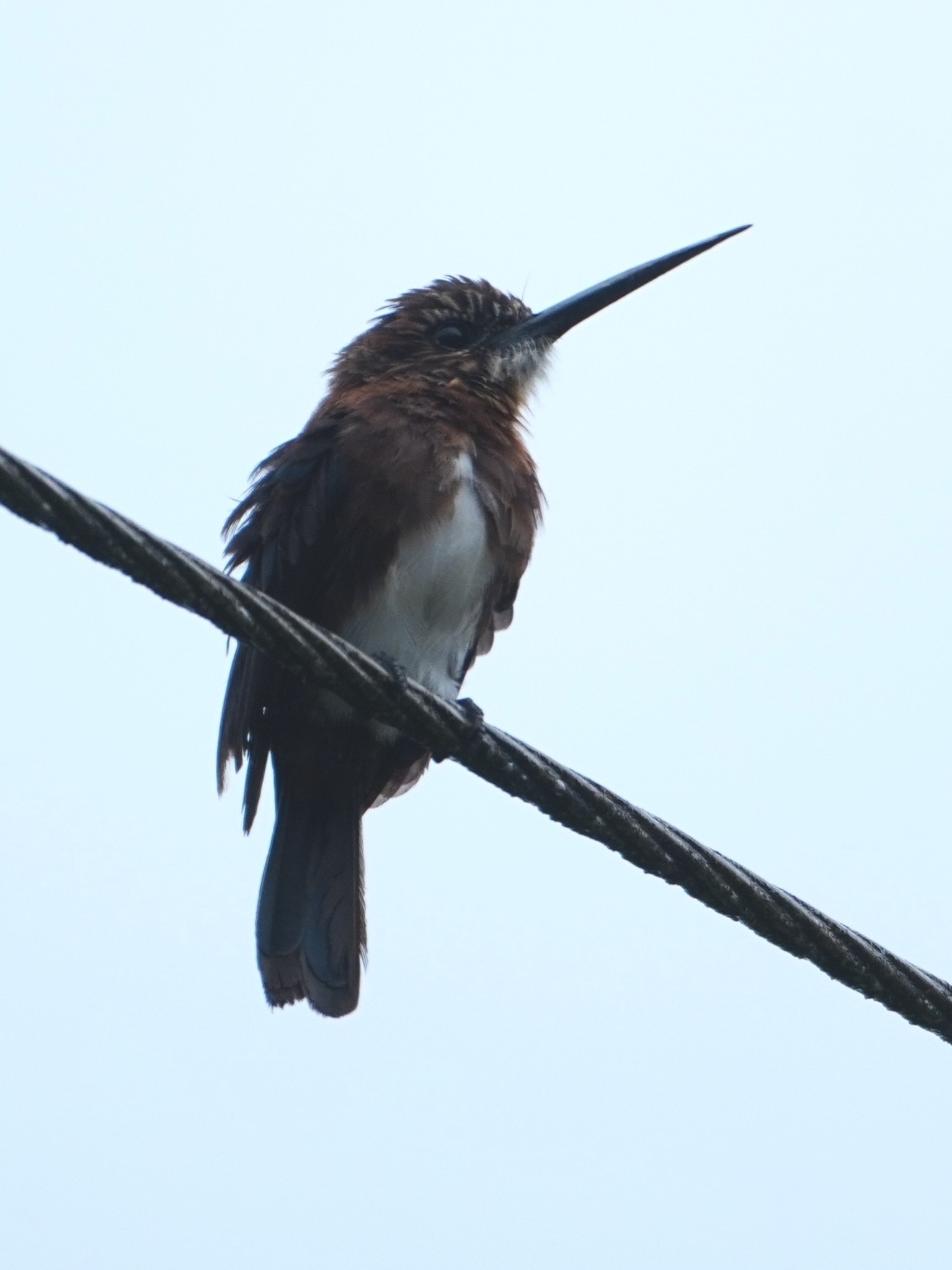 Brown Jacamar (Brachygalba lugubris), photo 6