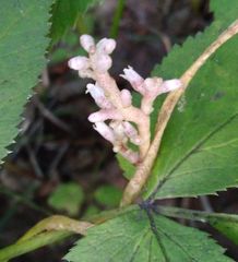 Cuscuta lupuliformis