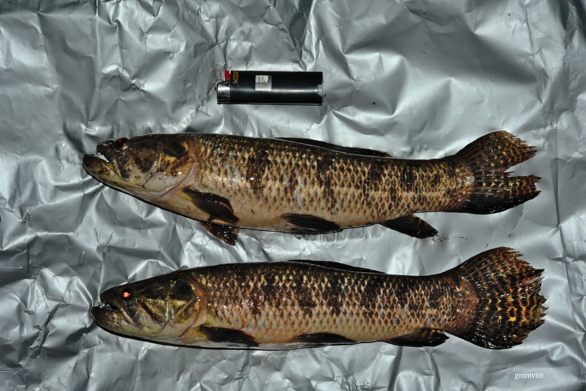 Snakeskin Wolffish photo 3